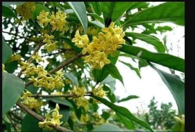 Mộc Hương giống