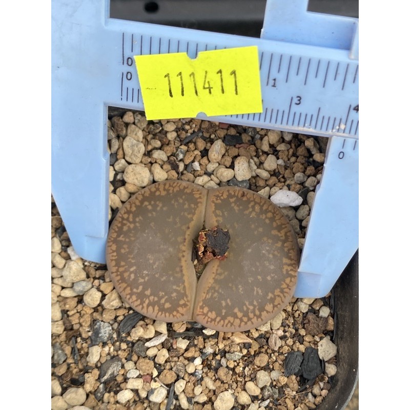 Thạch lan (lithops) size 4 - 4,3cm