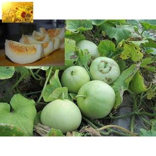 Hạt Giống Dưa Lê Lam Ngọc Siêu Ngọt (20 Hạt) - Thanh Mát, Ngọt Mộng, Thơm Ngon - MUA 3 TẶNG 1 CÙNG LOẠI