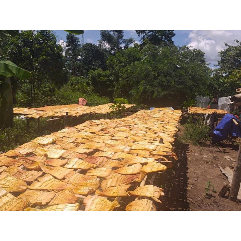 MĂNG NỨA KHÔ _ĐIỆN BIÊN