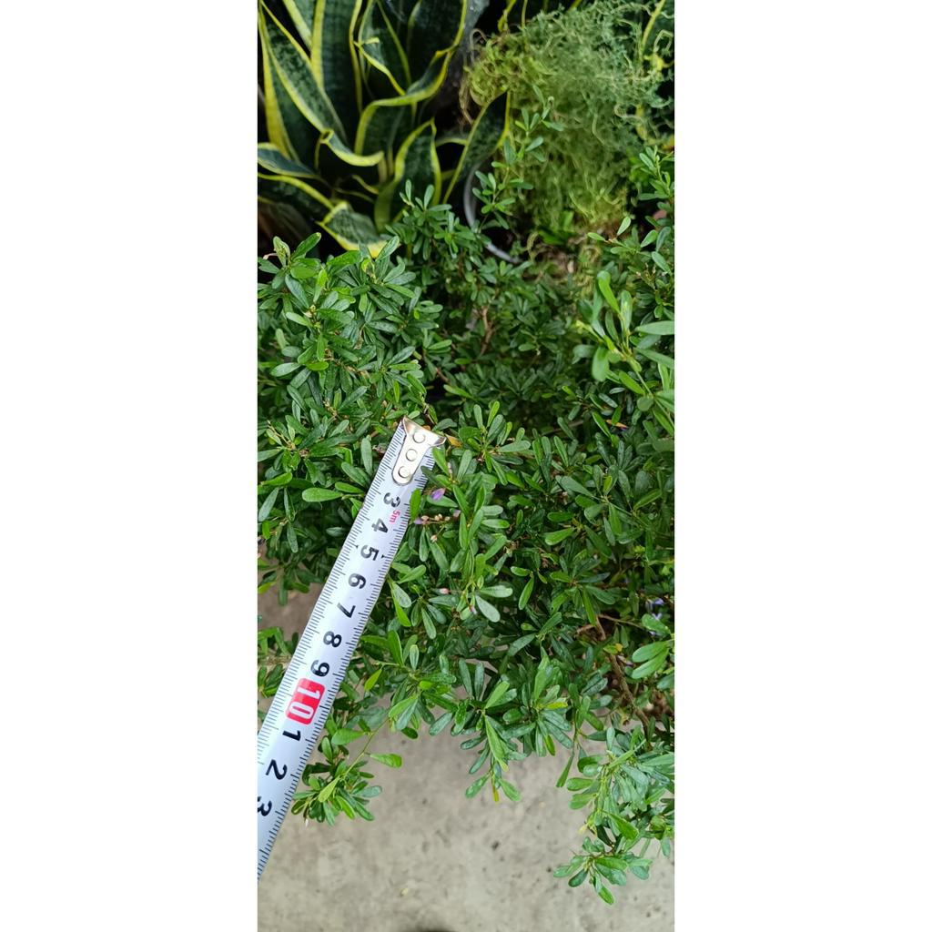 Chậu cây hoa linh sam lá rí hoa tím siêng hoa cây linh sam  cao khoảng 40cm