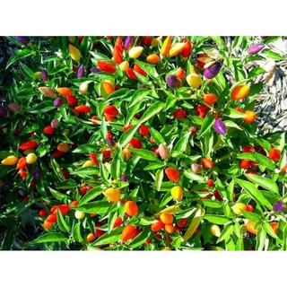 Hạt giống Ớt ngũ sắc (20 hạt) luckyseed hạt siêu rẻ