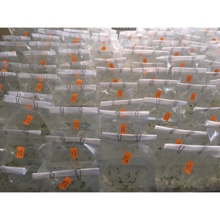 1kg (300 cái) - Bịch/ Túi Chịu Nhiệt PP Chuyên Dụng (Túi Nilon Nuôi Cấy Mô/Làm Meo Nấm)
