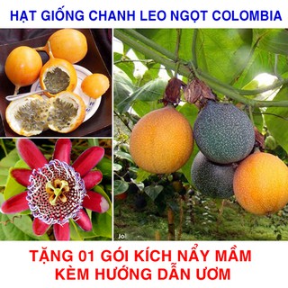 5 Hạt giống Chanh leo Ngọt Colombia (tặng gói kích nẩy mầm và hướng dẫn)