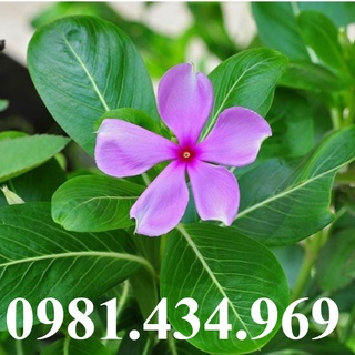 KV - Dừa cạn khô (dua can kho) sp0