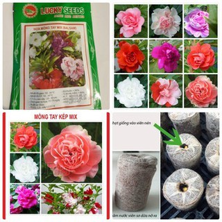 Hoa móng tay kép Mix – 50Hạt