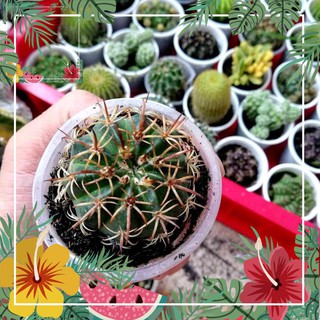 Green Garden -- Xương rồng melo ! o.Ô >< .