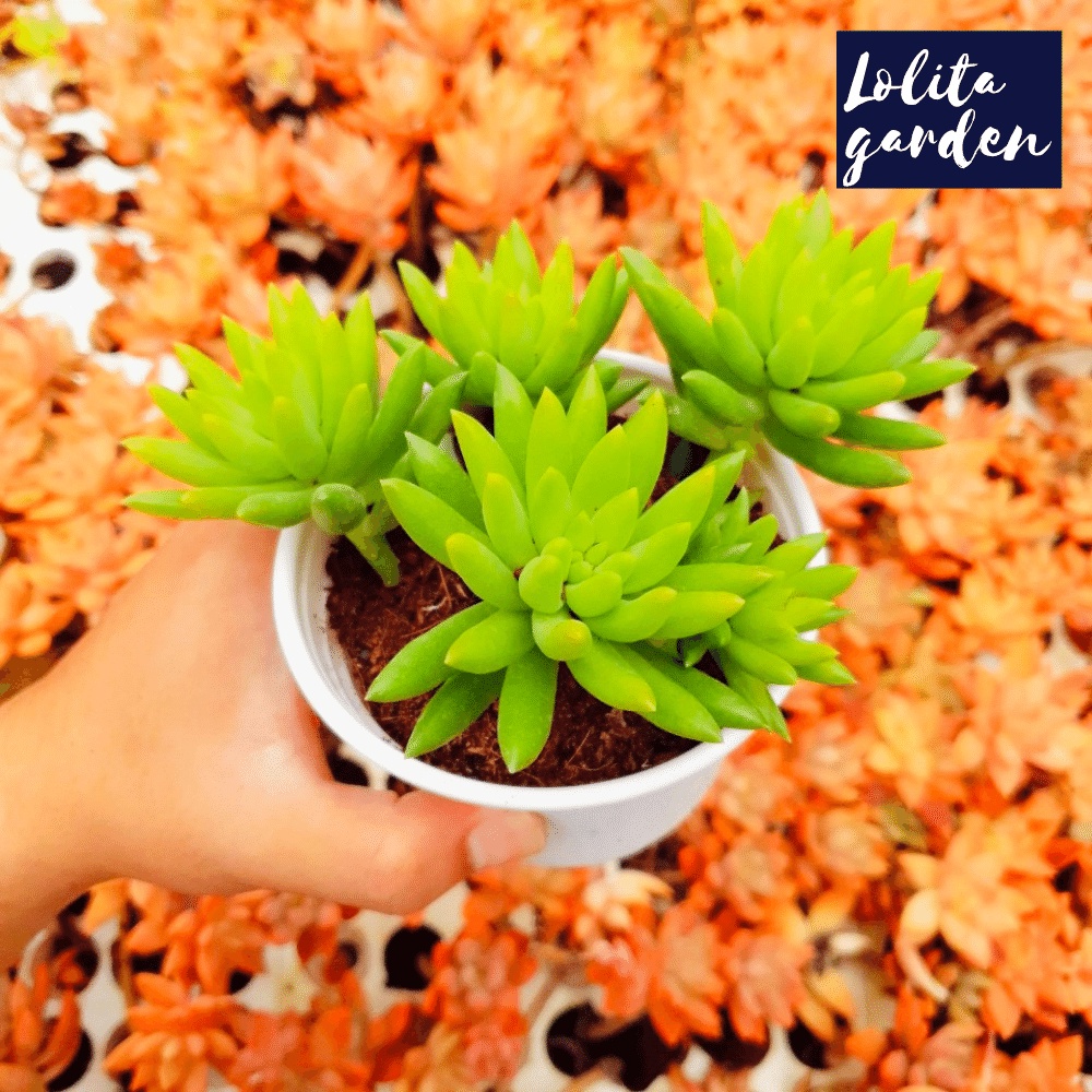 Sen đá chuỗi ngọc đứng Đà Lạt size trung bình cây cảnh trang trí nhà cửa Lolita garden