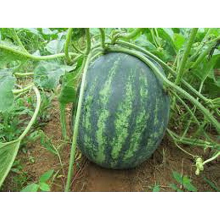 10 Hạt Giống Dưa Hấu Không Hạt