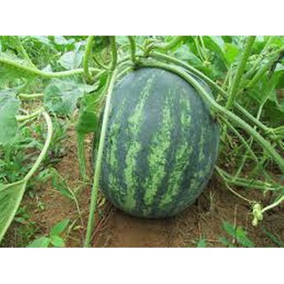 10 Hạt Giống Dưa Hấu Không Hạt (Dưa Hấu Mặt Trời Đỏ)