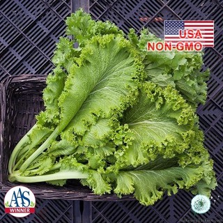 Hạt giống rau cải mù tạt xanh F1 5gr - HGT