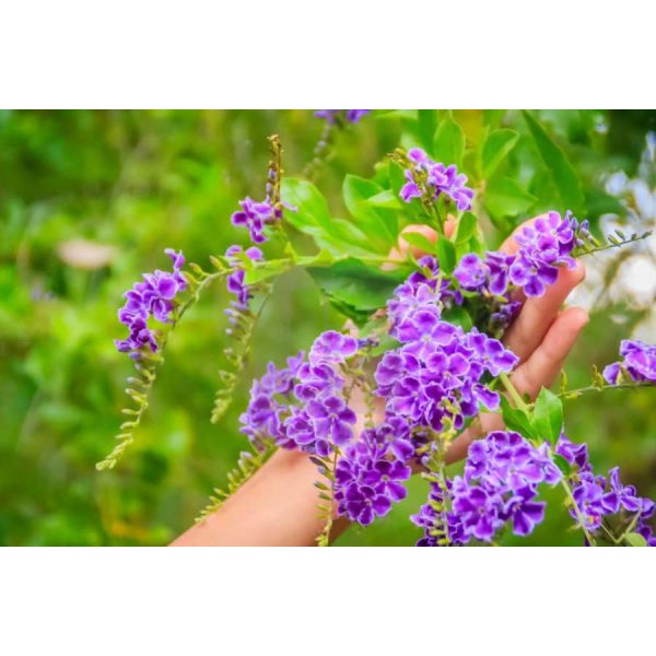 Cây chuỗi ngọc hoa tím - cây cảnh đẹp - thích hợp trồng hàng rào trang lối đi sân vườn