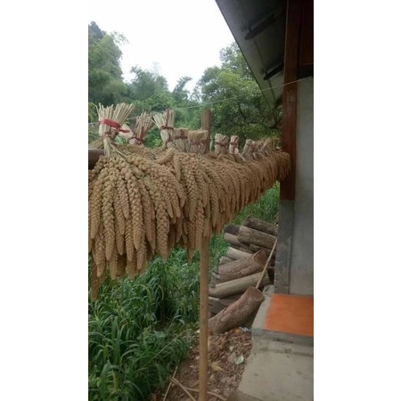 1kg bông kê cho chim