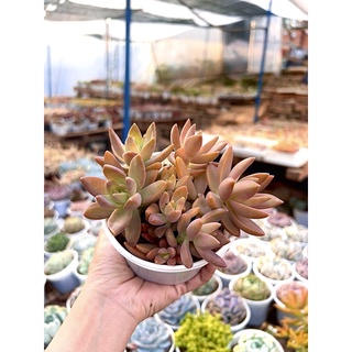 Sen đá đá đỏ size trung 8-12cm