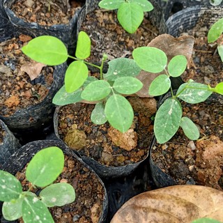 cây giống hoa đậu biếc