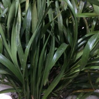 300g địa lan kiếm hồng hoàng (trần mộng thu)
