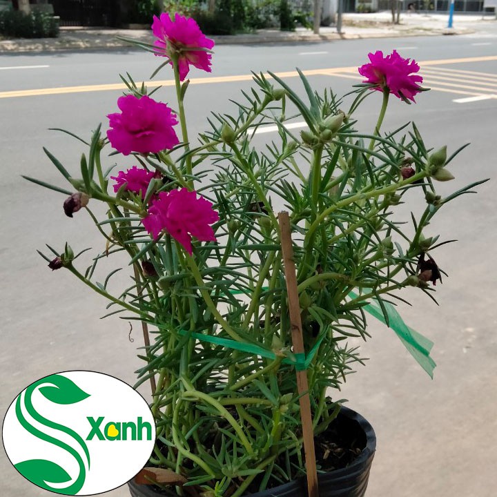 Hoa mười giờ thái