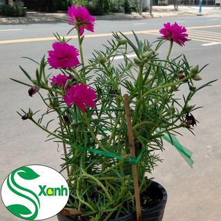 Hoa mười giờ thái