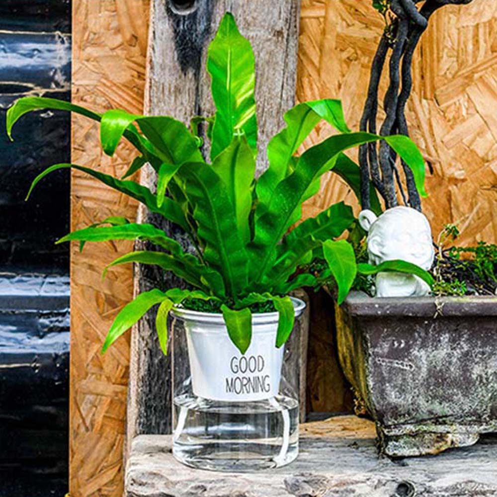 Chậu Trồng Cây Thủy Canh Để Bàn Trang Trí Trong Nhà / Ngoài Trời