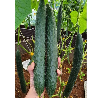 Mua  Hạt giống Mỹ  Hạt giống dưa leo Longva tự thụ phấn -  1 trong những loại dưa leo tự thụ ngon nhất - tỷ lệ nảy mầm 95%