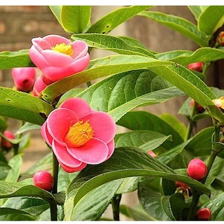 Hạt giống cây hoa hải đường - 10 hạt