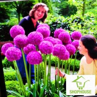 shophouse Gói 200 hạt giống hành hoa tím nở hoa quanh năm kéo dài 2-3 năm  SHOP HOUSE  TẾT KHUYẾN MẠI