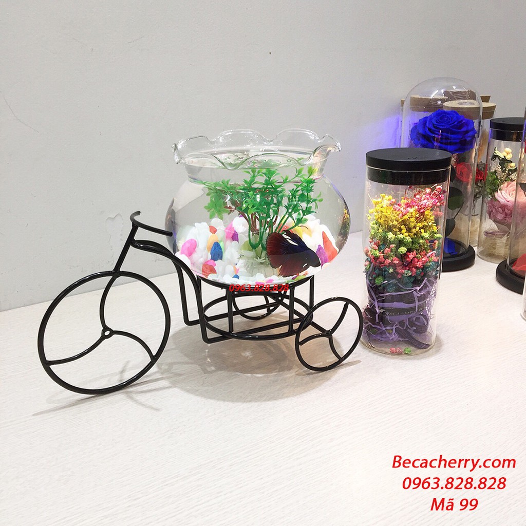Bể Cá Mini Để Bàn Xe Đạp Cỡ To 99 ( Tặng Kèm Combo Phụ Kiện Trang Trí )
