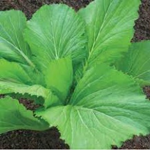 Hạt giống cải bẹ xanh mỡ (tặng kèm phân)