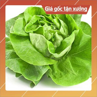 Hạt giống rau xà lách cuộn