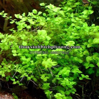 TRÂN CHÂU CAO LÁ TRÒN - CÂY THUỶ SINH ĐẸP (HŨ LỚN)