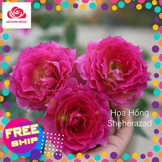 Hoa hồng ngoại Sheherazad – Bông hồng Nhật đẹp nhất được nhiều người ưa chuộng - Vườn Hoa Melinhrose