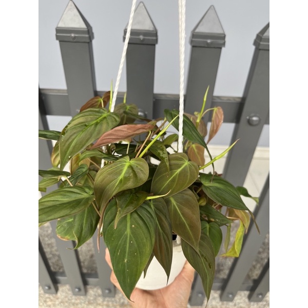 Trầu Bà Đột Biến, Trầu Bà Brasil giống mới, decor mới lạ