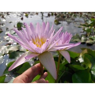 Cây hoa súng thái lan màu hồng nhạt -09
