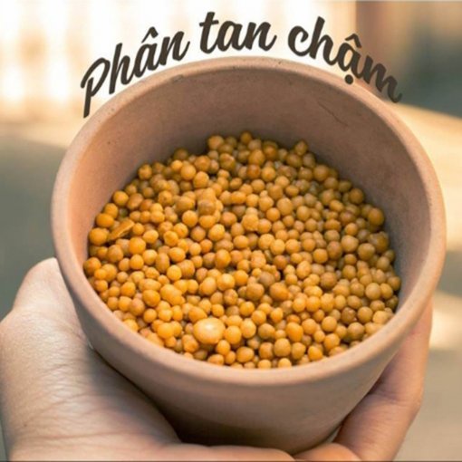 Phân vàng Mỹ Osmocote NPK 14-14-14 siêu tốt cho hoa Hồng, phong lan, sen đá xương rồng