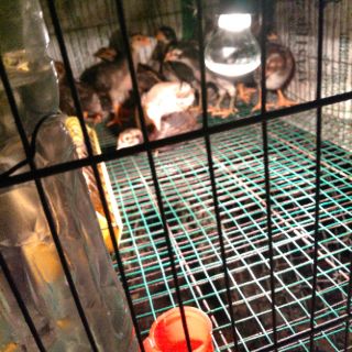 Máng uống cho gà con