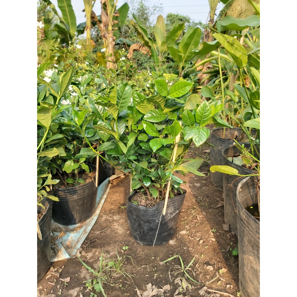 Cây dành dánh lá lớn hoa siêu thơm