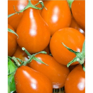 Hạt giống Cà chua lê vàng