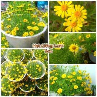 HẠT GIỐNG HOA CÚC VÀNG SAO BĂNG - Loài Hoa May Mắn, Đáng Yêu.