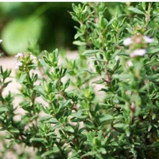 Hạt giống cỏ xạ hương - 1 gói 30 hạt - HG1