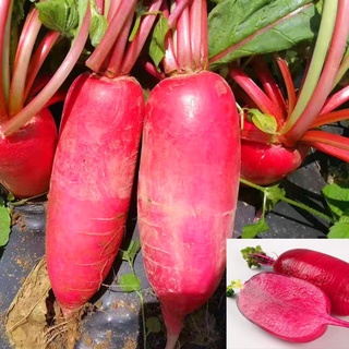 Hạt giống củ cải