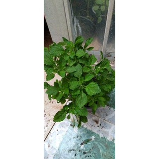 Chậu cây rau kinh giới.