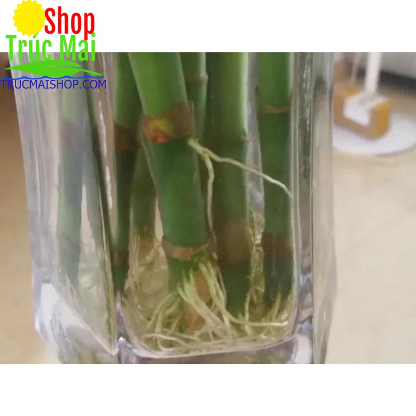 Trúc phú quý cây phát tài cây phát lộc [2 cành tươi 60 cm]