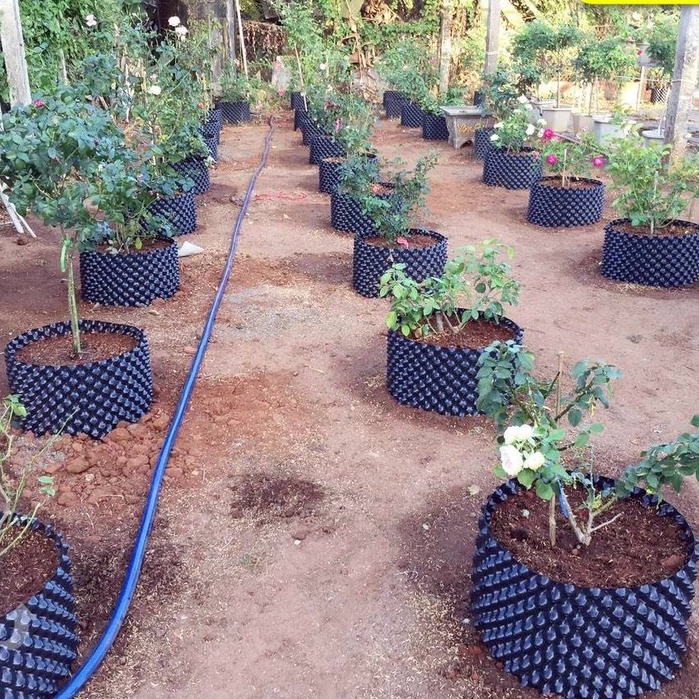 Bầu Ươm Cây V6 Cao 30cm loại dày  Hàng Chuẩn, Loại Tốt