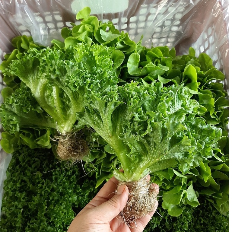 500 HẠT GIỐNG XÀ LÁCH THỦY TINH FRILL THÁI LAN