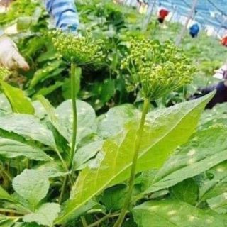 Trà Hoa Sâm Hàn Quốc gói 100g, 500g
