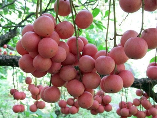 (giảm giá) cây Dâu Da Đất ghép, cây bầu lớn, chuẩn giống siêu sai quả