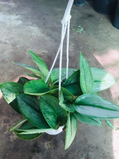 TRẦU BÀ NGỌC TRAI MINI