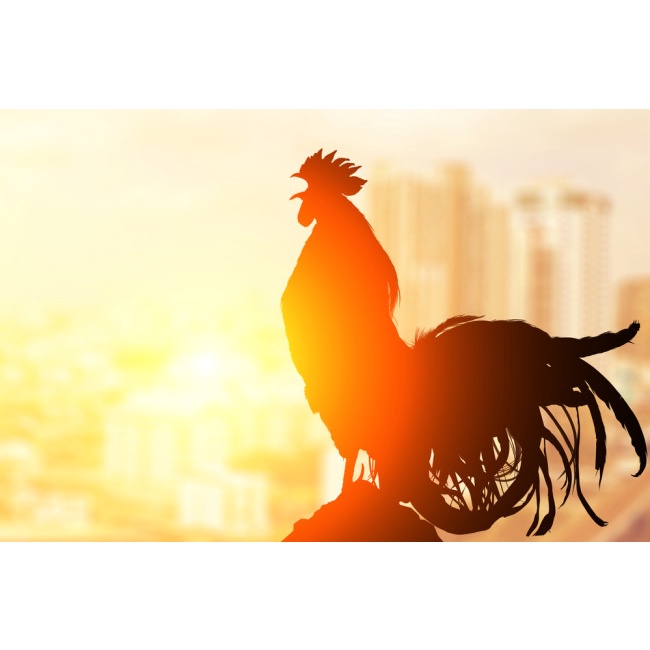 Điện Giải nova elec c  Cung cấp điện giải cho gà đá, gia súc, gia cầm