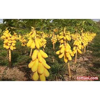 Hạt Giống Đu Đủ Lùn Vàng