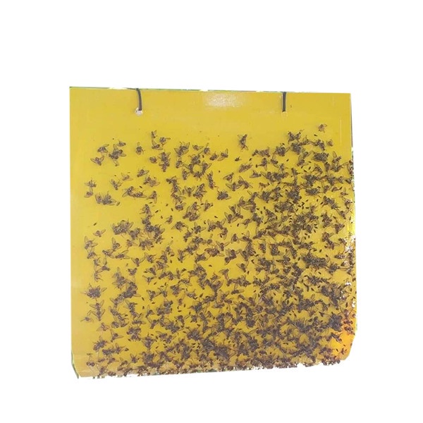 Set 10 Miếng dán bẫy ruồi vàng